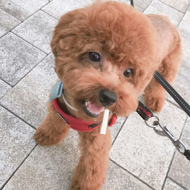 바리링 프로필
