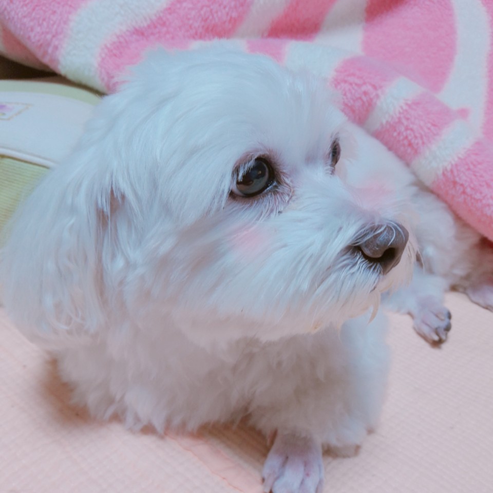 beeya 프로필
