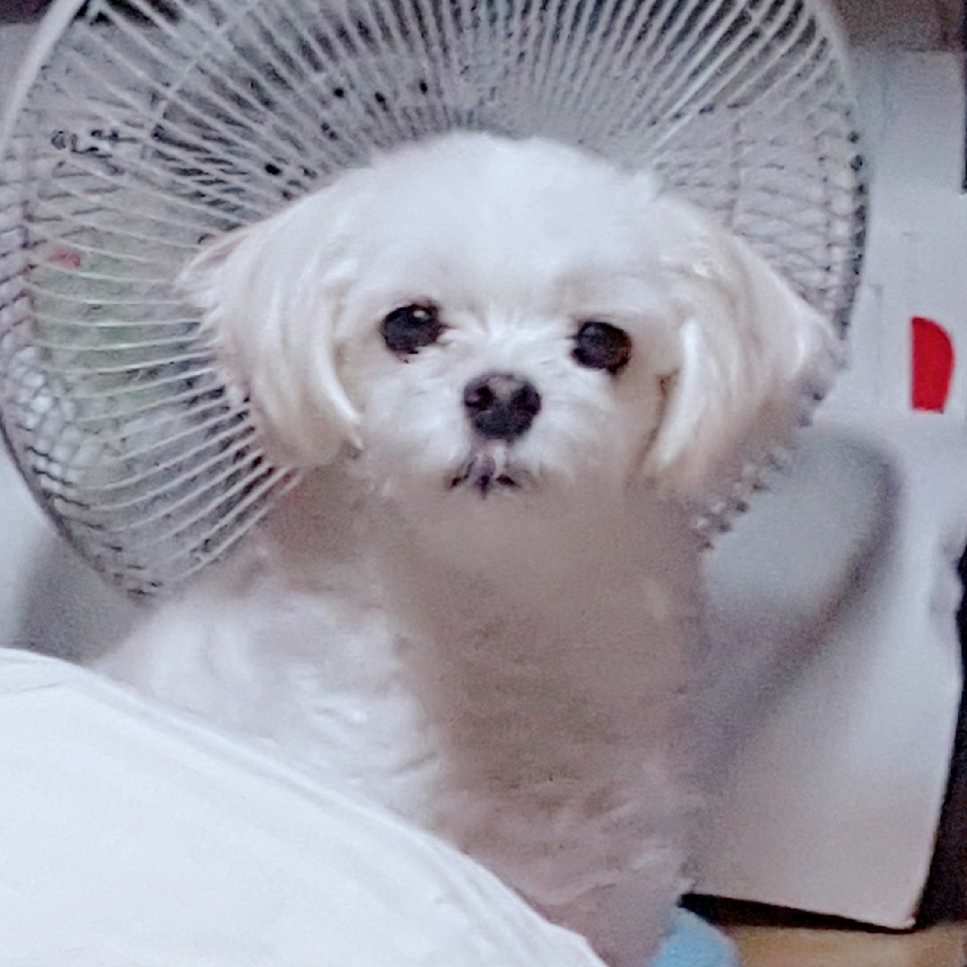 교직가쟈 프로필