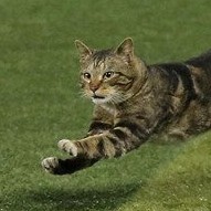 길고양이 프로필