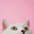 베라티