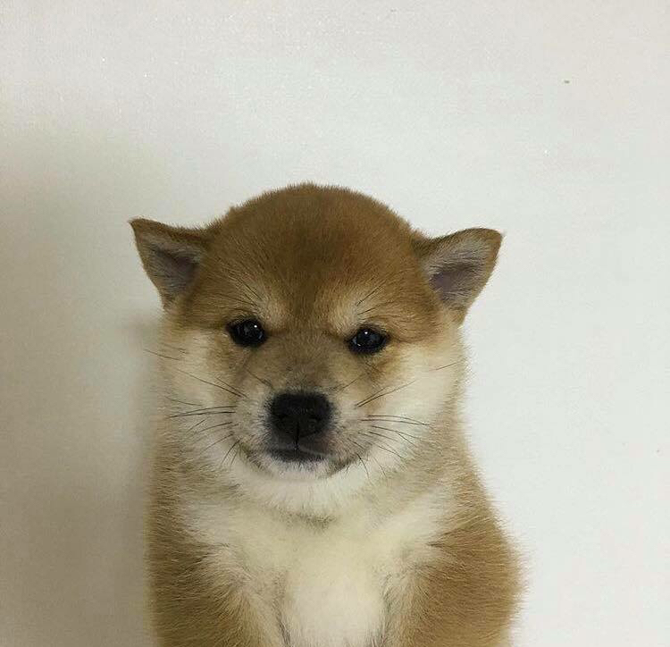 꿀귀 프로필