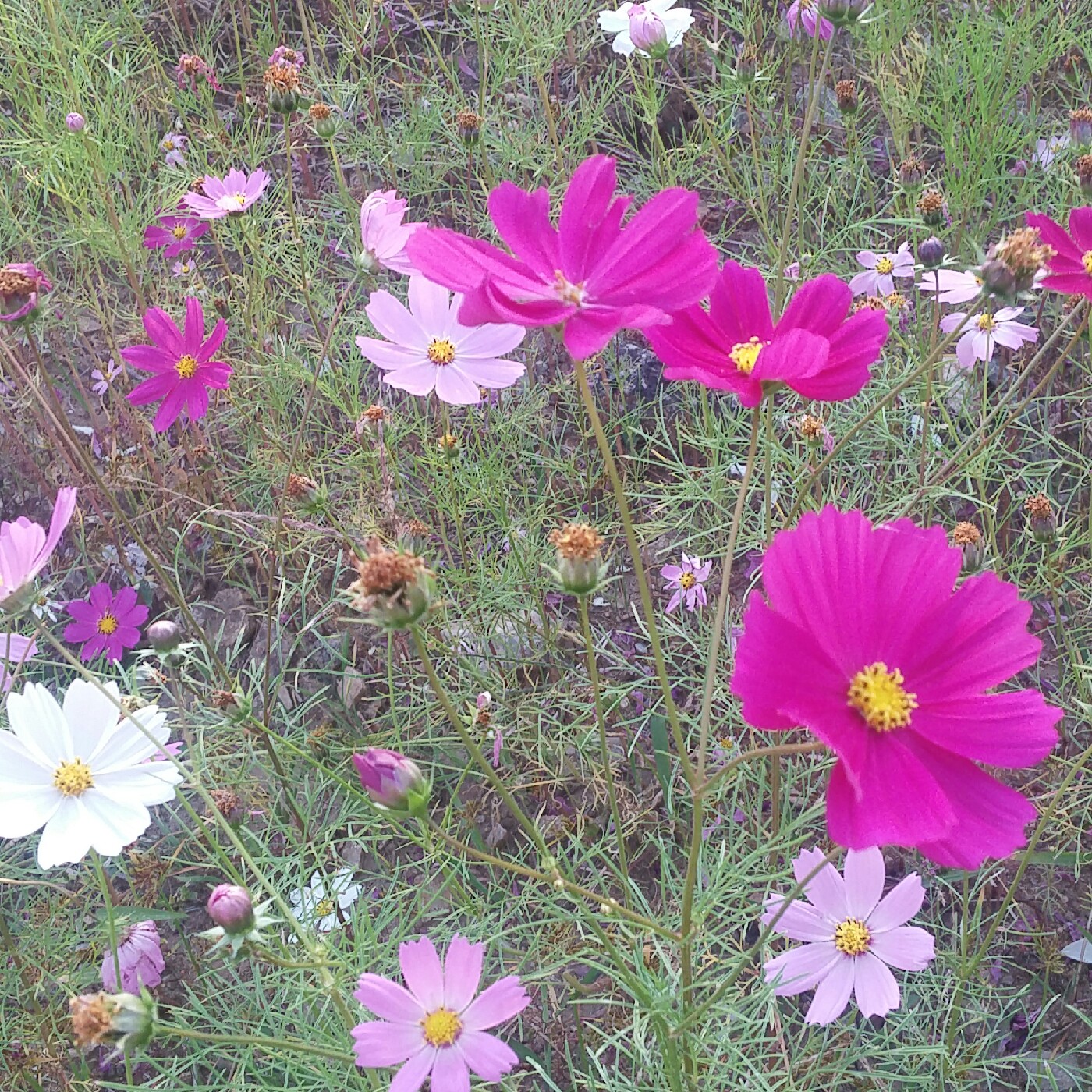 산소같은영 프로필