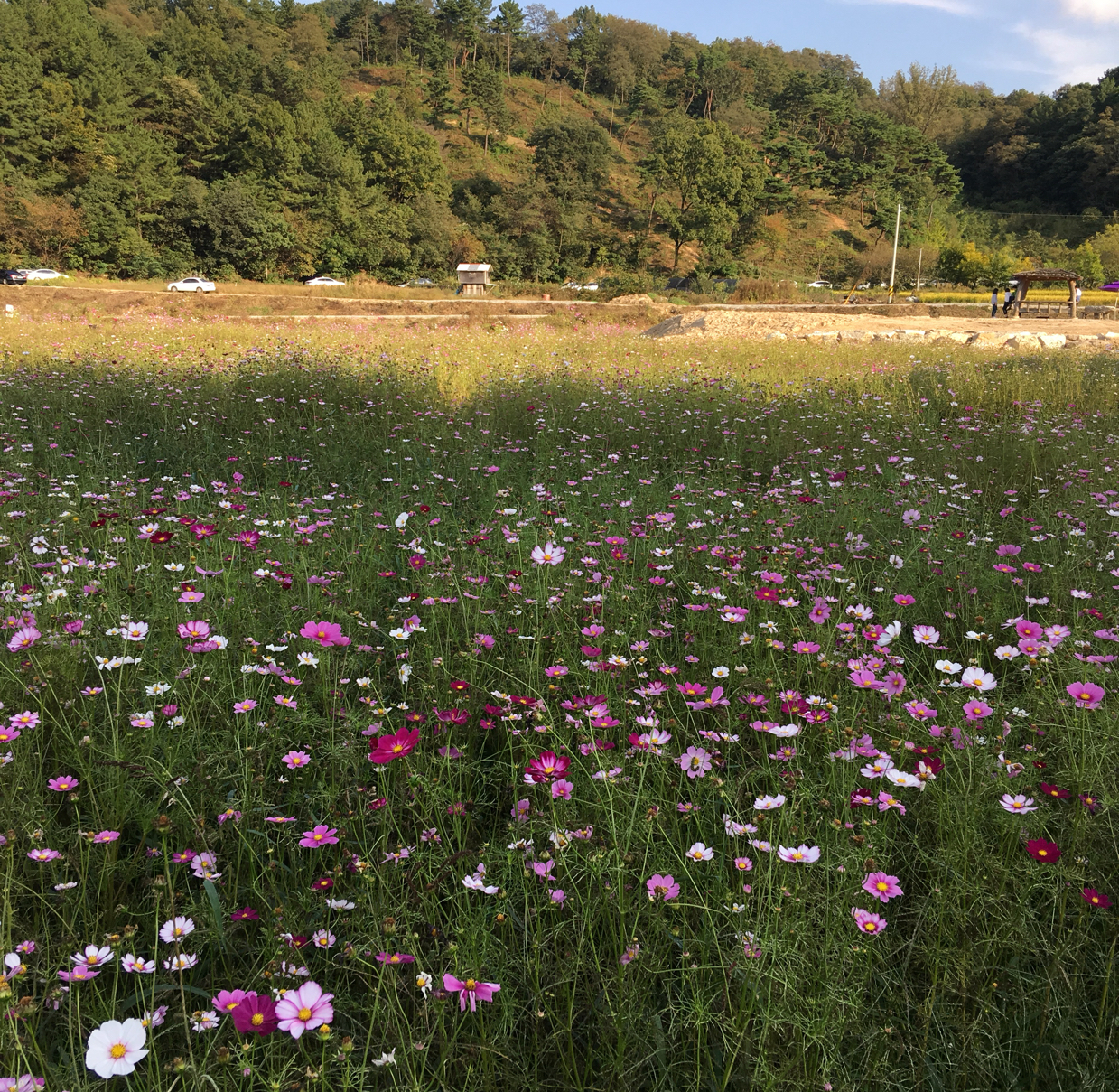 연겸 프로필