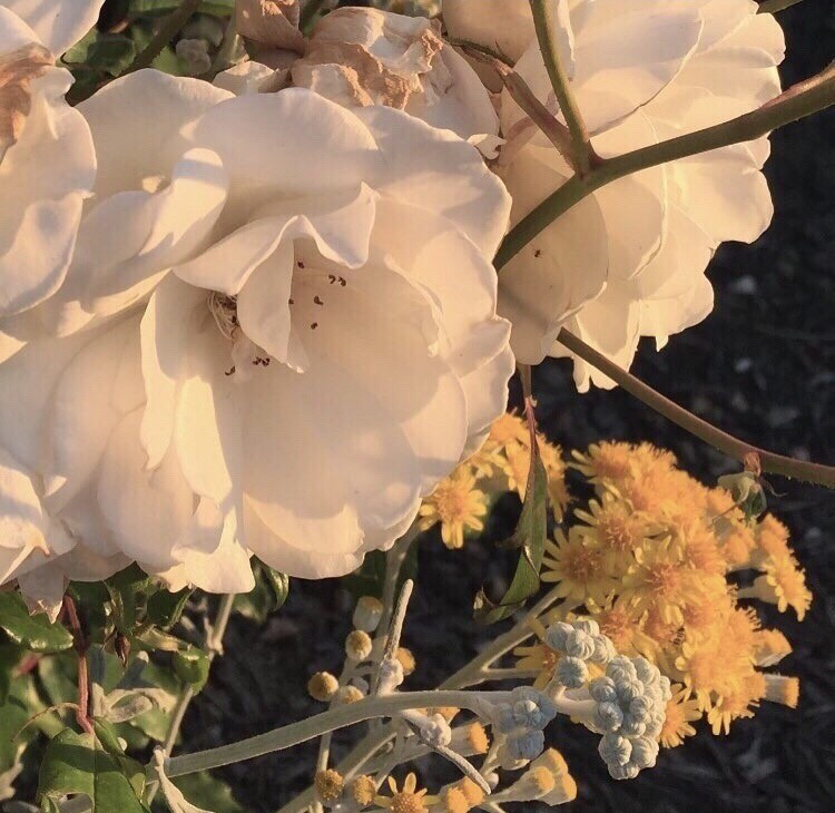 p용세p 프로필