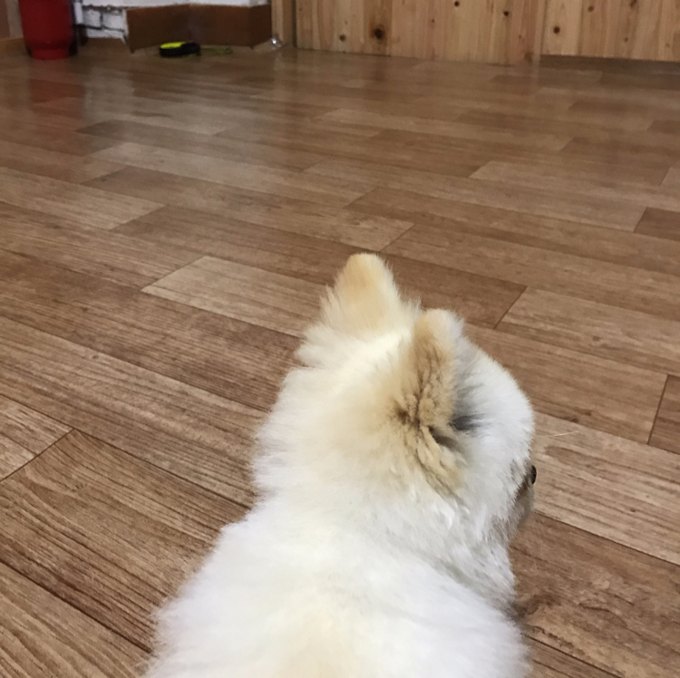 도끼든햄스터 프로필