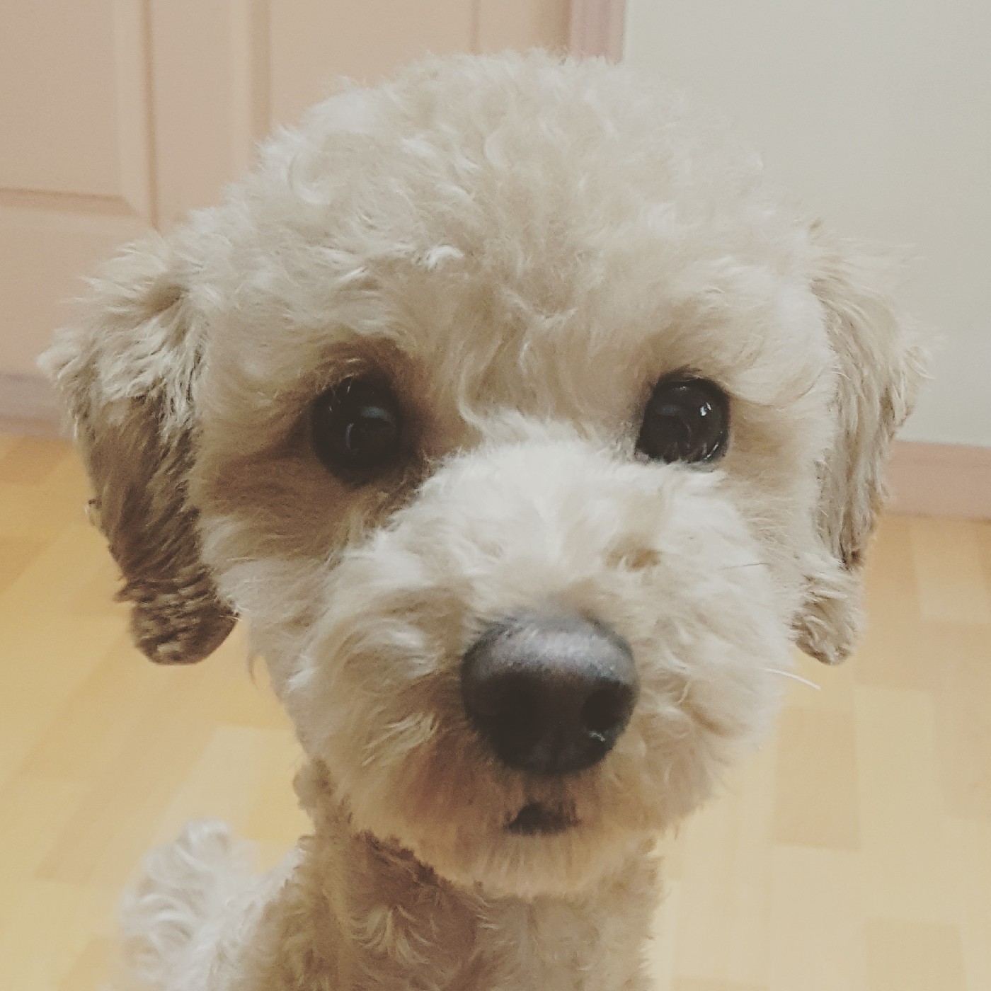 김샤넬 프로필