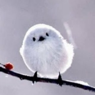 ljhl 프로필