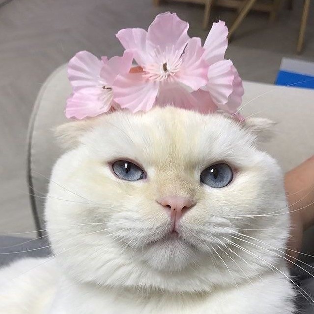 셍블리 프로필