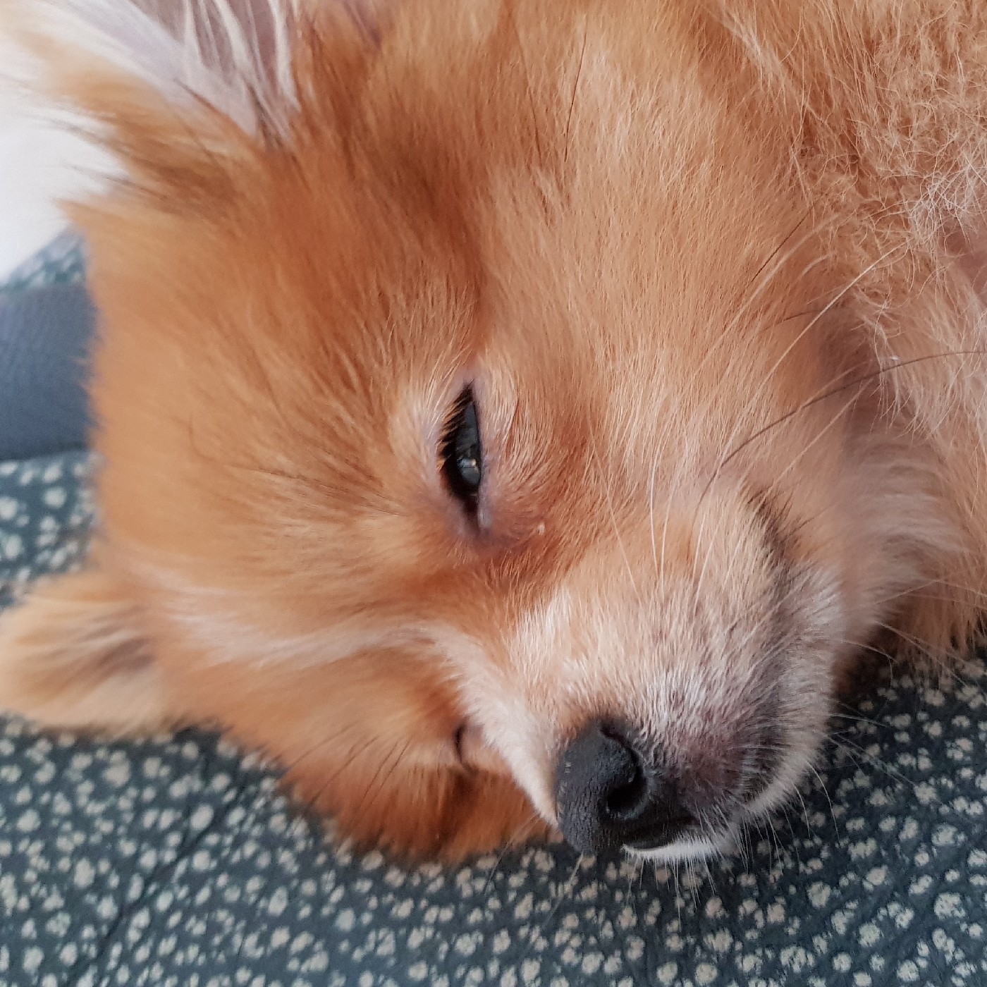 징츄 프로필