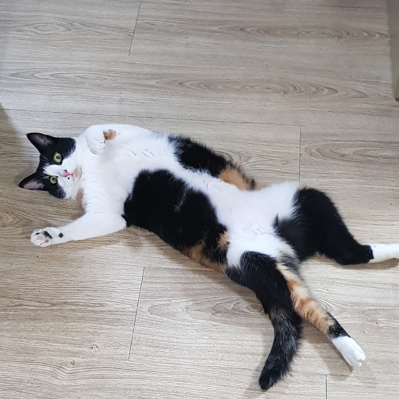 기멜2 프로필
