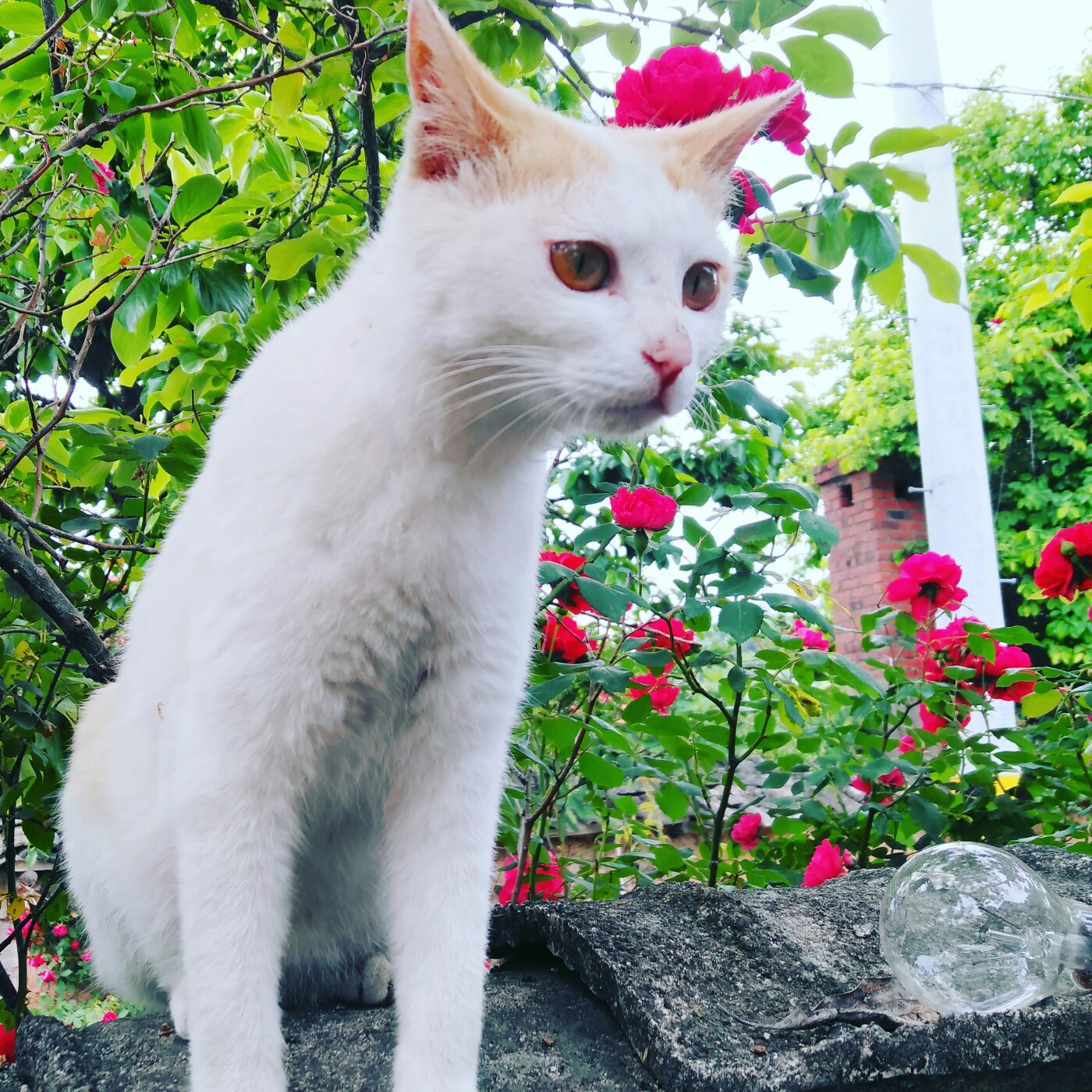 웅와까땅 프로필