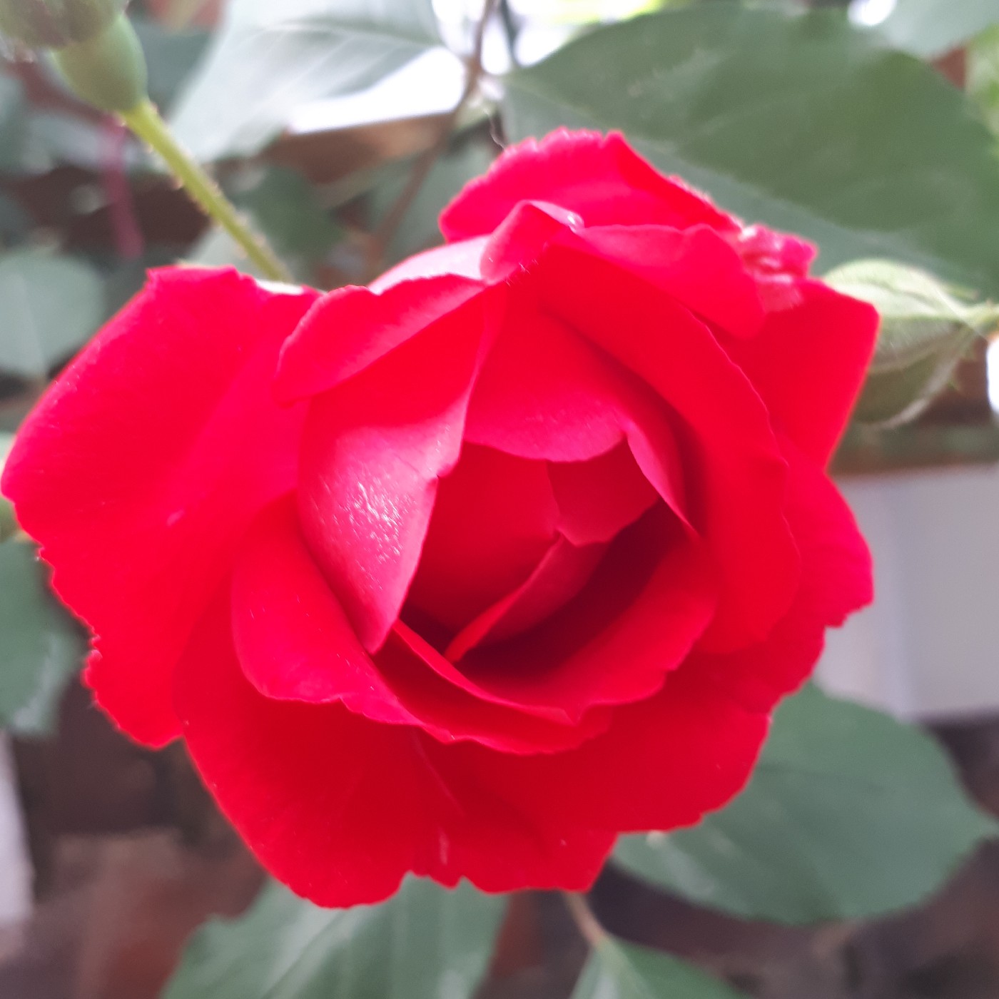 으슈기 프로필