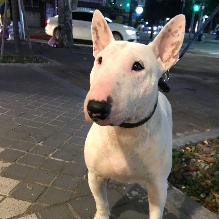 뤼딤 프로필