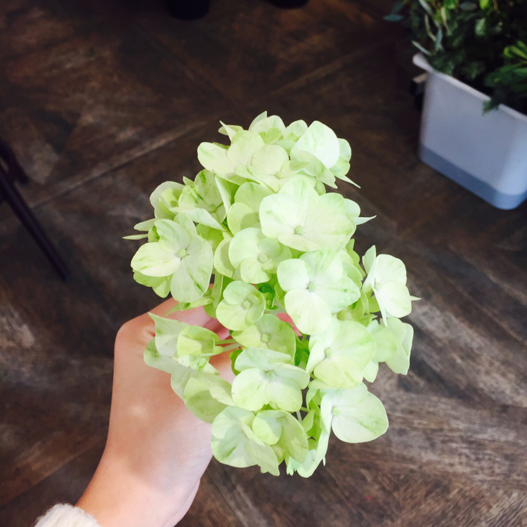 FlorL 프로필