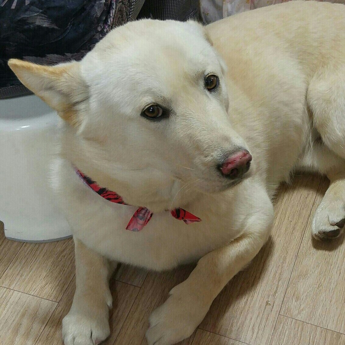 볼빤간처자 프로필