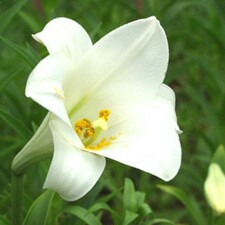 띠다 프로필