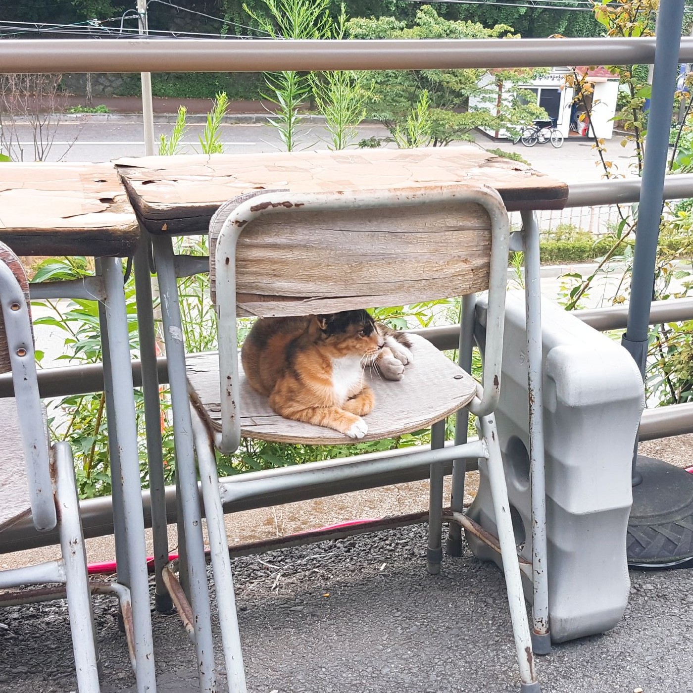 딸기가집에잉나 프로필