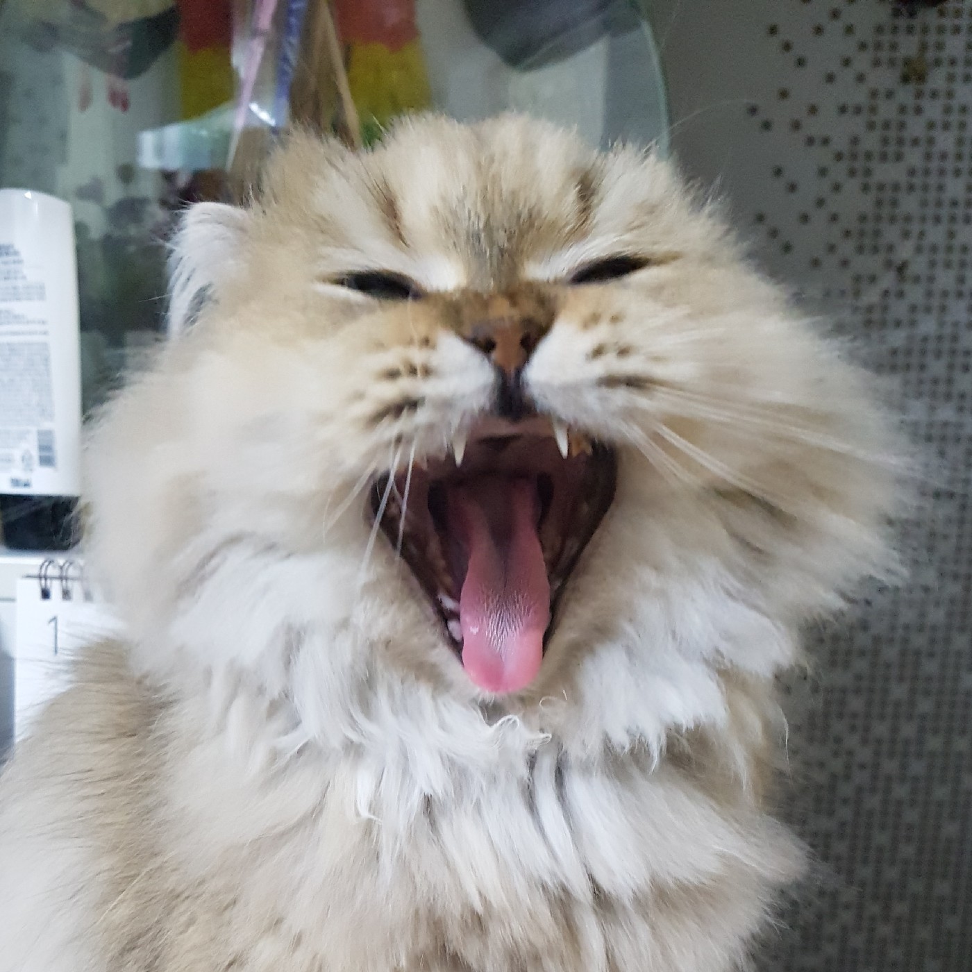 우오와아 프로필
