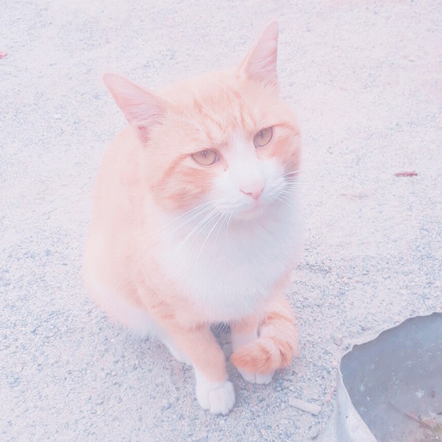 챠으니 프로필