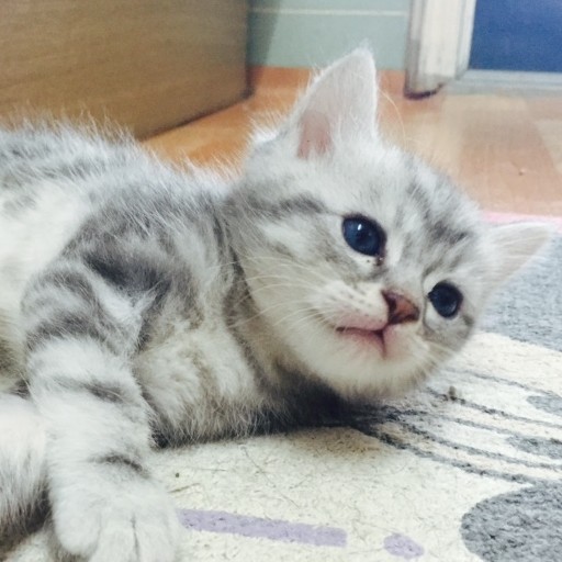 인중향기 프로필