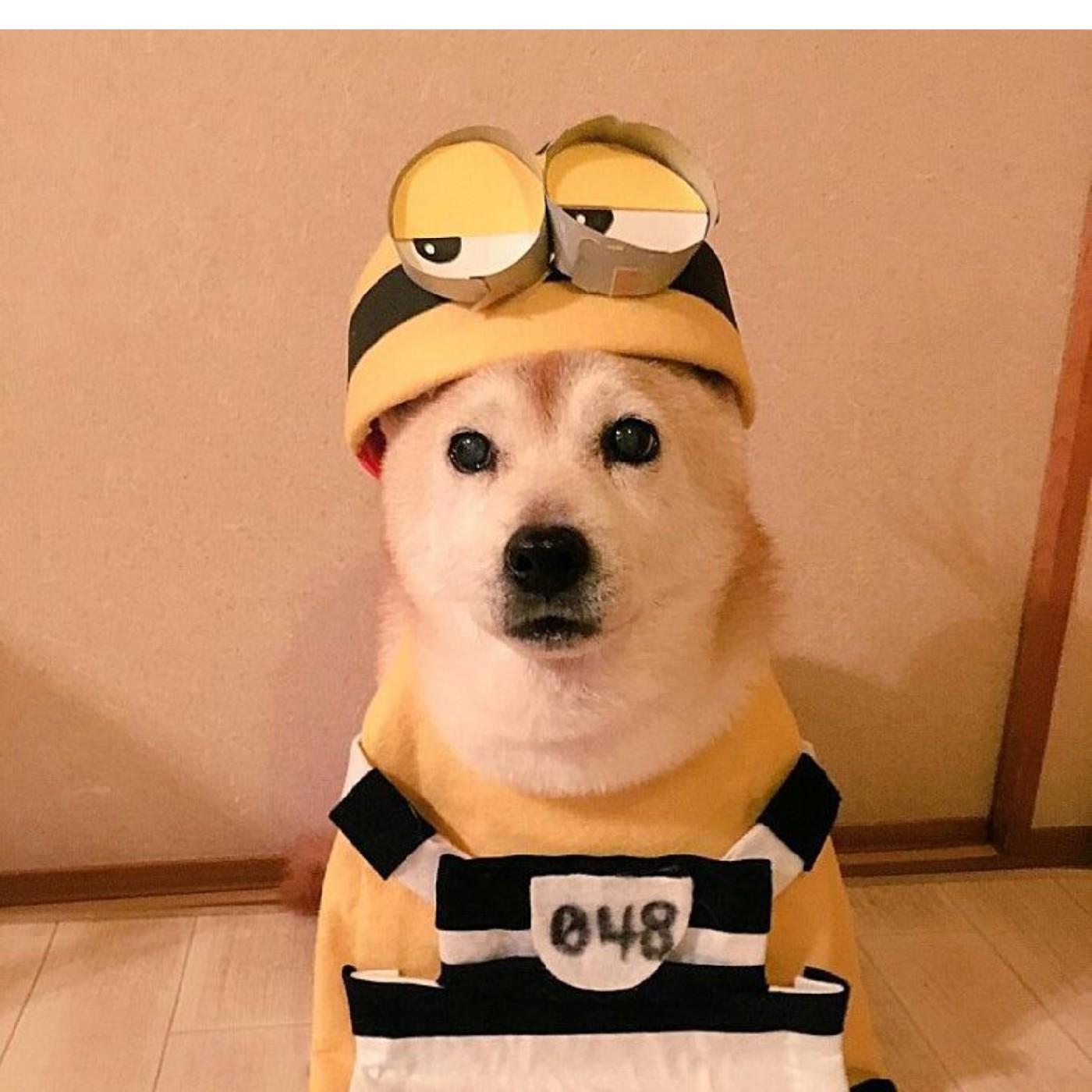 니모탱 프로필