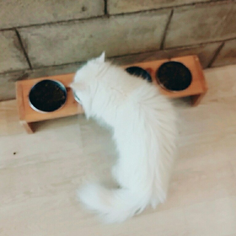 마카로 프로필