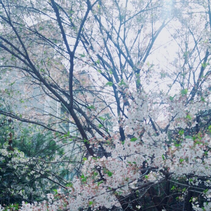 chija 프로필