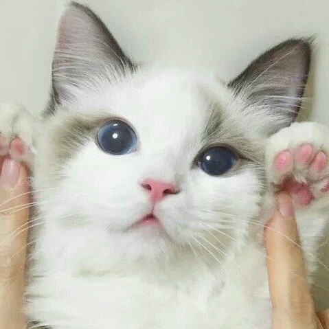 미미예뽀 프로필