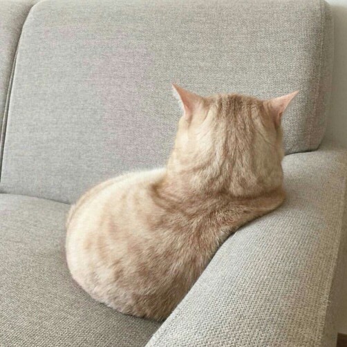 썬스타 프로필