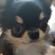 유메바