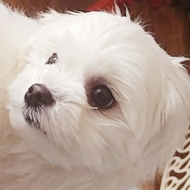 퓨어버건딘 프로필