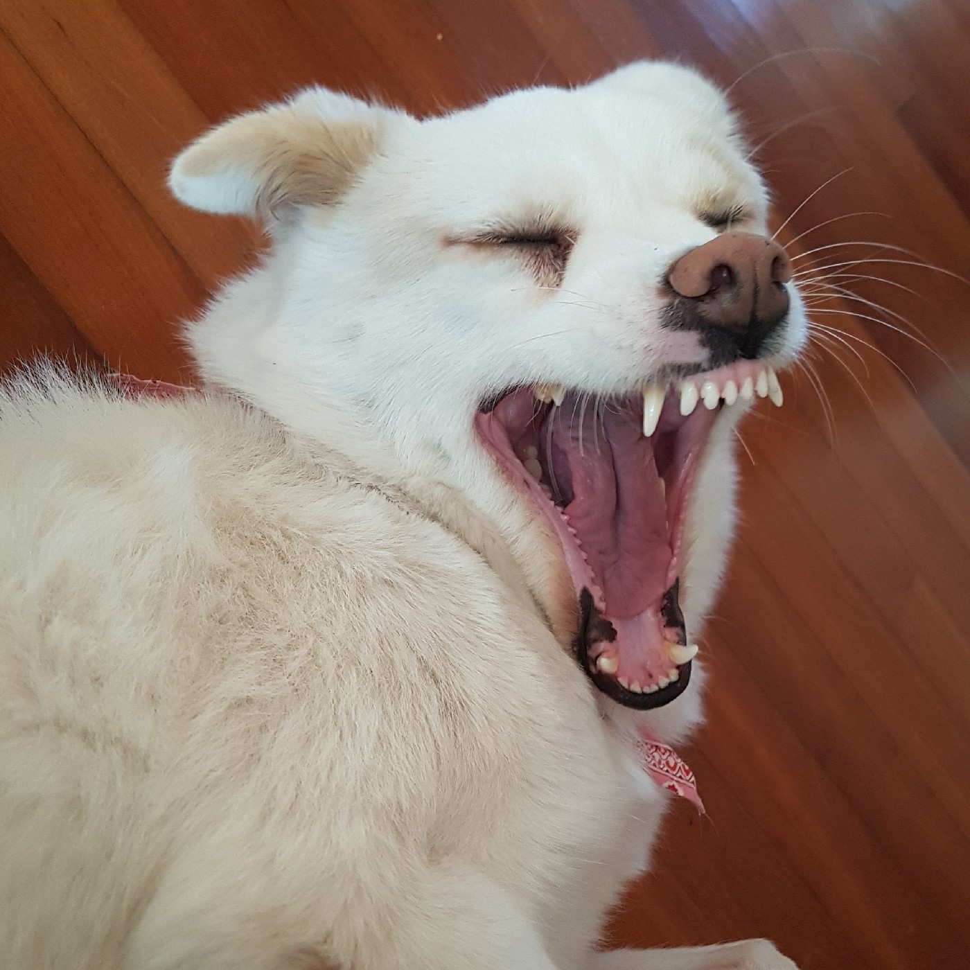 몽실몽실벚꽃 프로필