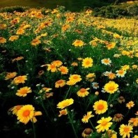 여드름아사라져라 프로필