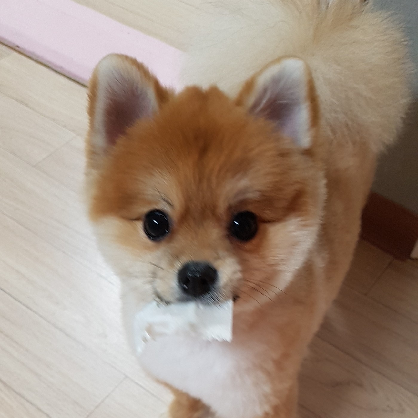 졸귀댕댕이 프로필
