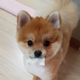 졸귀댕댕이