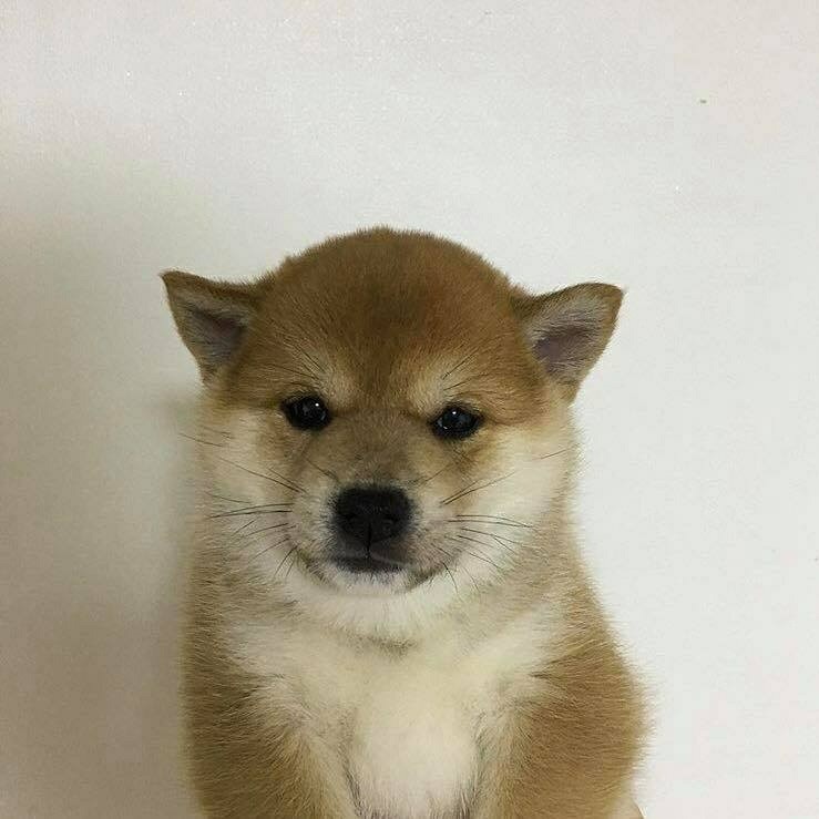 수박나무 프로필
