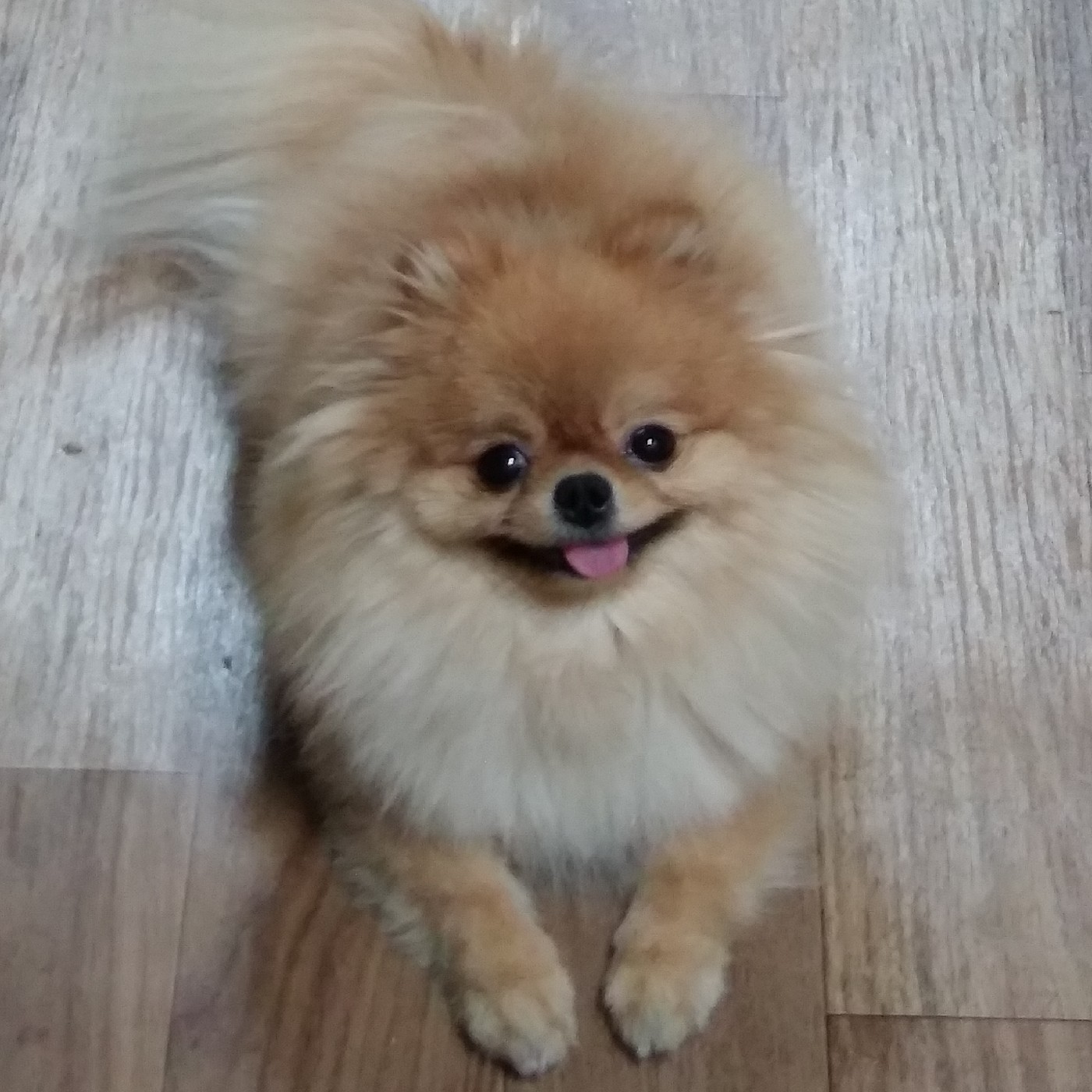 다미언니 프로필