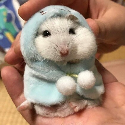 쀼띠이 프로필