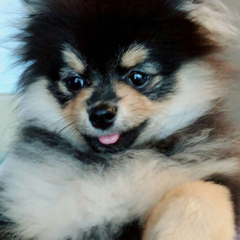 ARMY^=^ 프로필