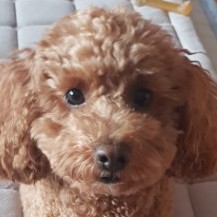 디미닛 프로필
