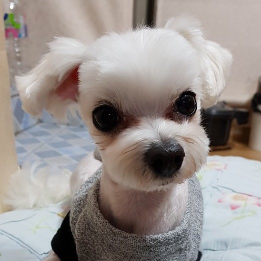 또도리 프로필