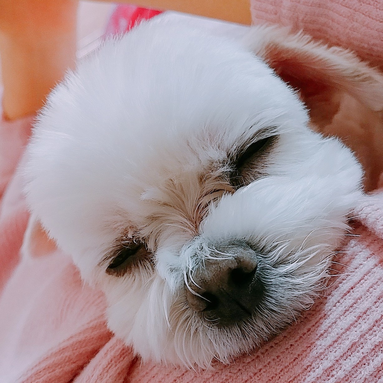 하리야 프로필