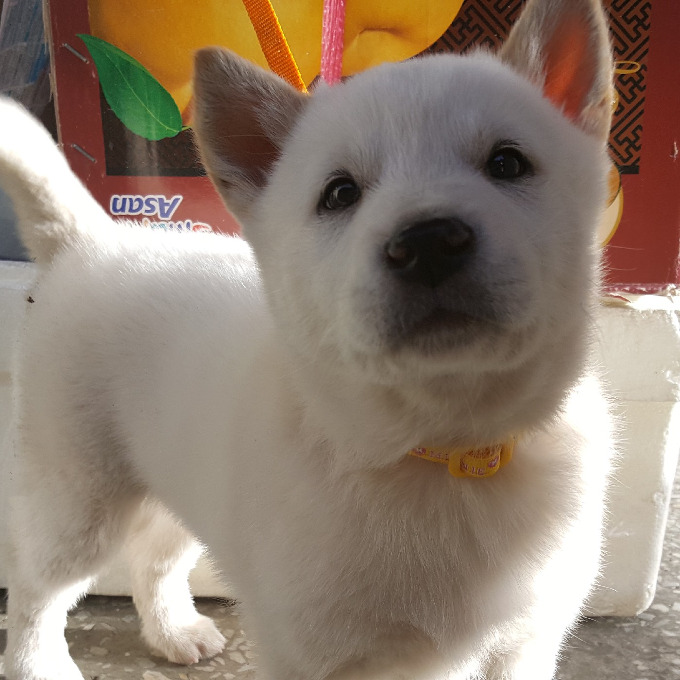 jjong쫑 프로필