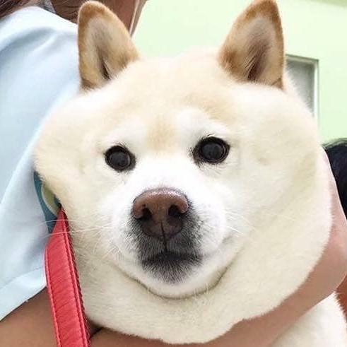 순들링 프로필