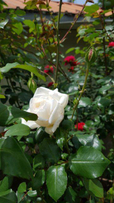 yjslove84