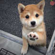 괴복