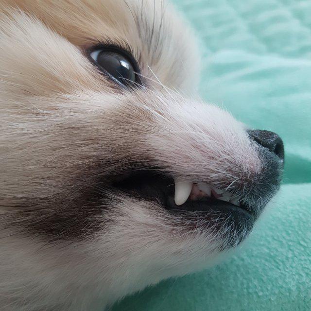 보리쮸 프로필