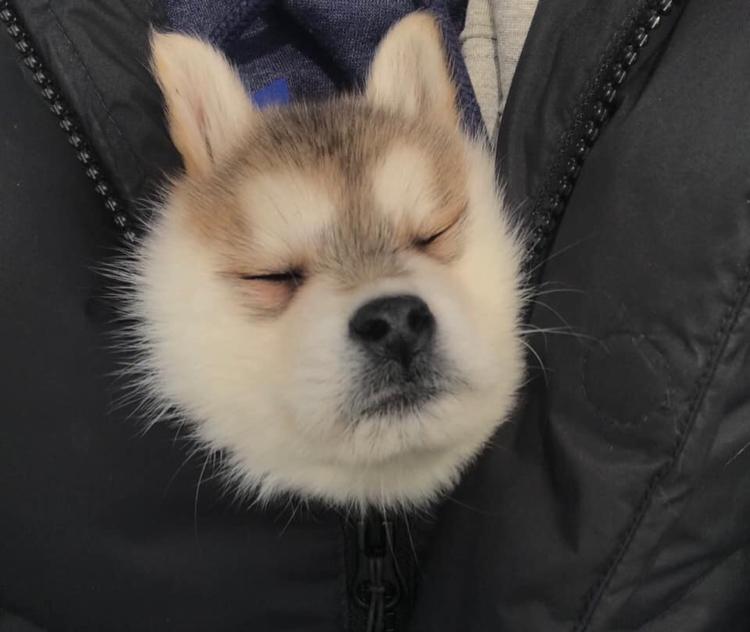 꾸우꾸웅 프로필