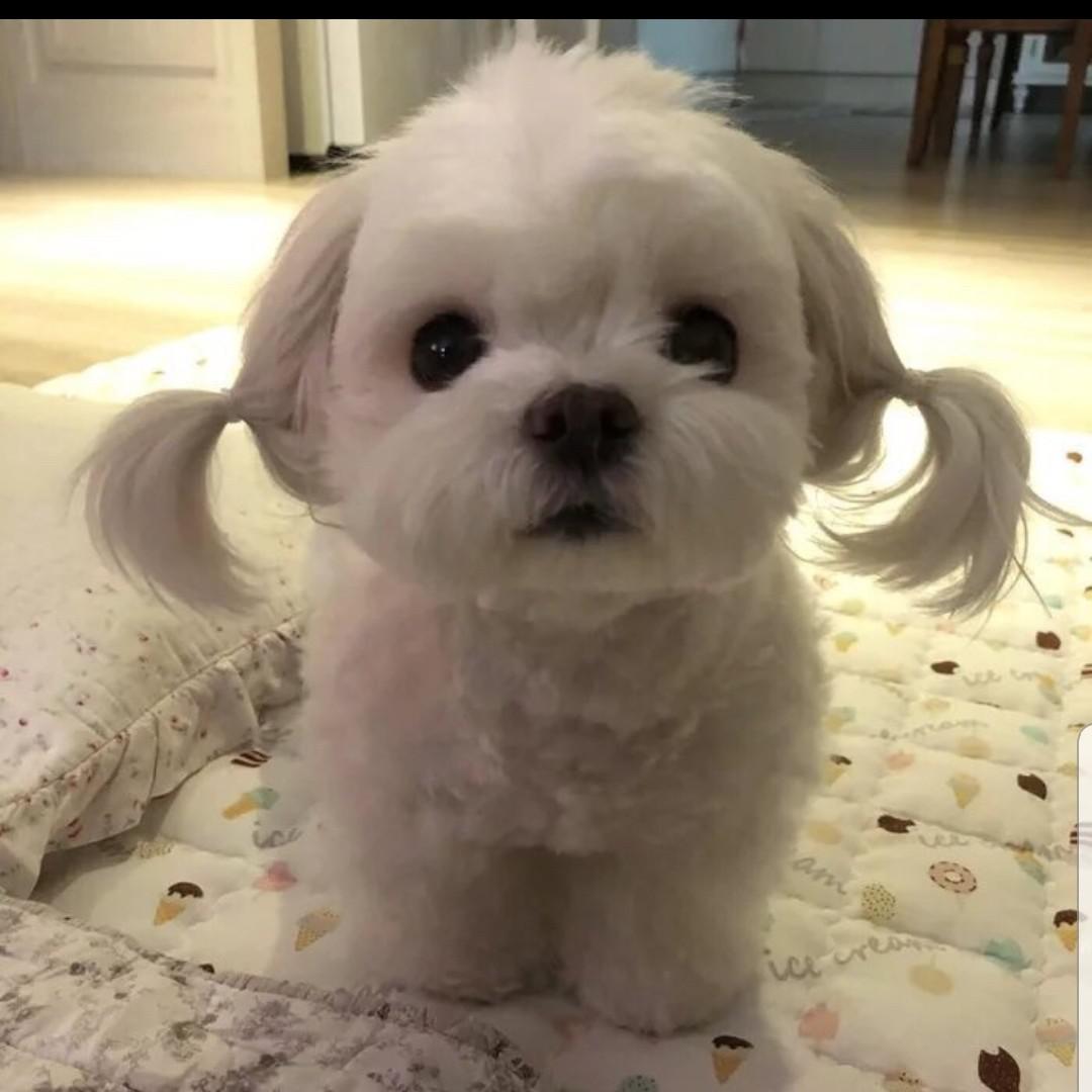 초코우유냥 프로필
